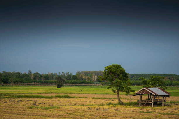 istock Tropical storm clouds over harvested sunlight rice field. 951894072
