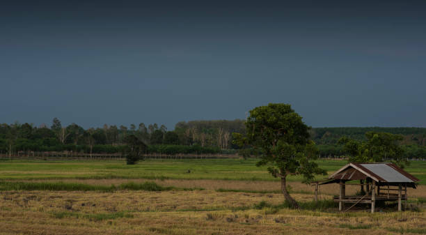 istock Tropical storm clouds over harvested sunlight rice field. 951894256