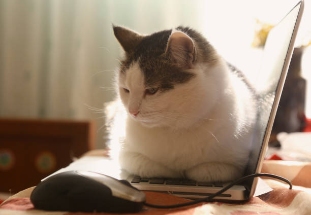 A brown striped cat lying near computer and looking at camera