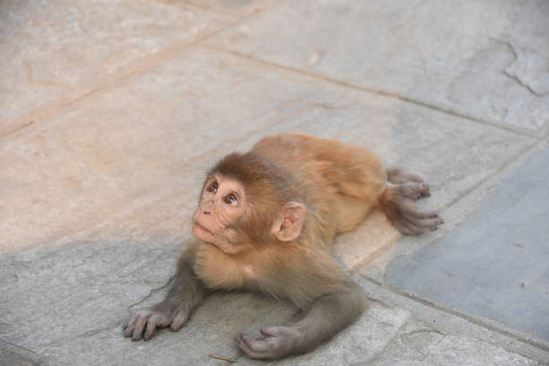 istock Little monkey looking upwards, Kathmandu, Nepal 951895428