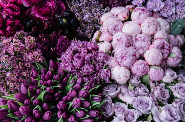 Stunning gradient of fresh blossoming flowers  from dark purple to pastel lavender colors. Top view of flowers at the florist shop: peonies, roses, tulips, carnations, ranunculus, flat lay stock photo