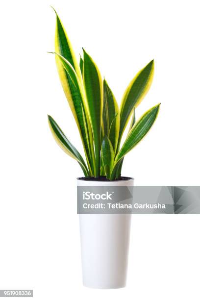 House Plant Sansevieria Trifasciata Stock Photo - Download Image Now - Plant, Potted Plant, Flower Pot