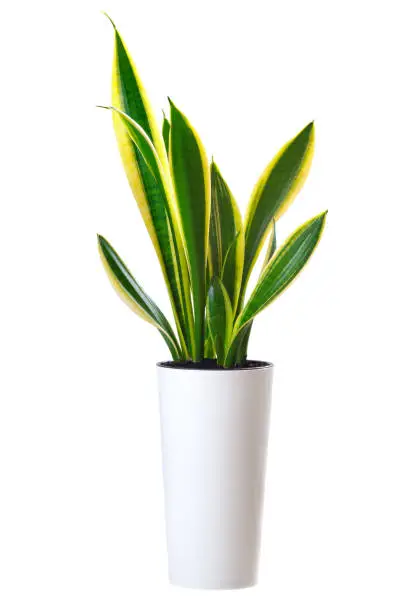 House plant Sansevieria trifasciata (snake tongue) in white high pot isolated on white background