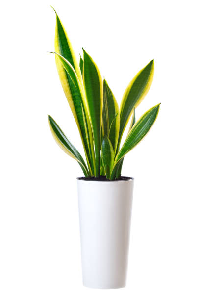 домашнее растение sansevieria trifasciata (змеиный язык) - snake стоковые фото и изображения