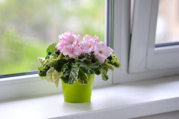 istock House plant Saintpaulia (African violet) in interior 951908424
