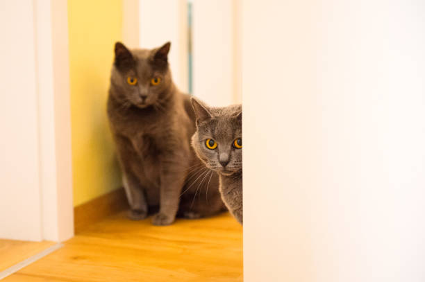 istock Two Adult Chartreux cats 951909442