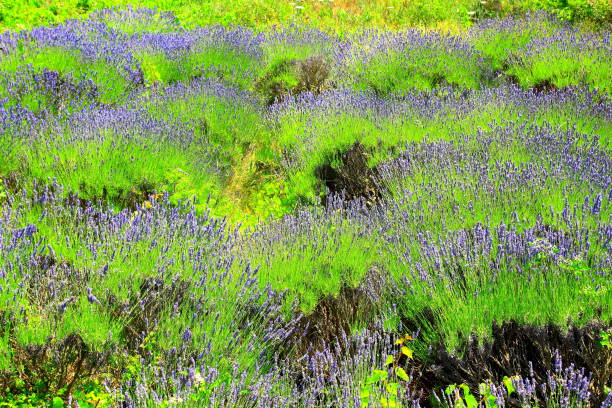 istock Lavender field on Island Hvar, Croatia 951911640