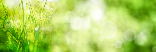 istock Nature landscape in the summer sun 951912070