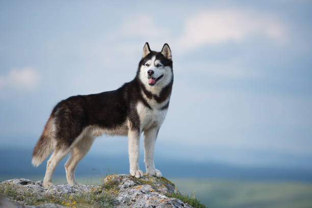 black and white siberian husky standing on a mountain in the background of mountains and forests. dog on the background of a natural landscape. blue eyes. - siberian husky imagens e fotografias de stock