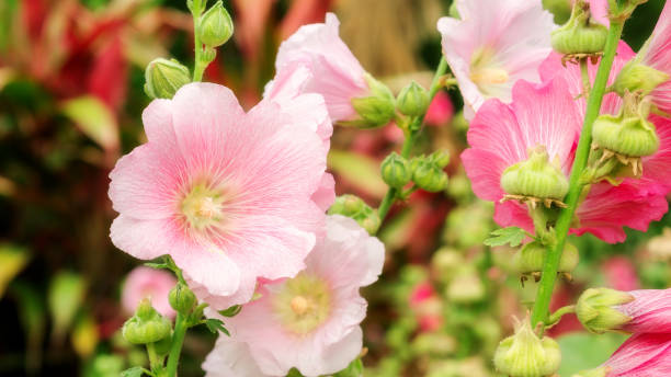 istock Pink Hollyhocks flower in a garden. 951913606