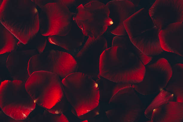 istock beautiful red rose petals floral background 951913994