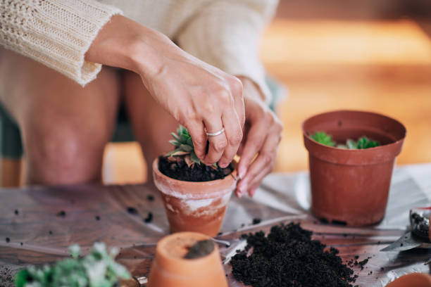 istock Beautiful mixed race woman gardening. 951917854