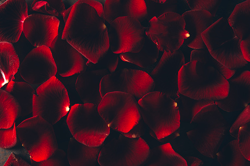 beautiful red rose petals floral background
