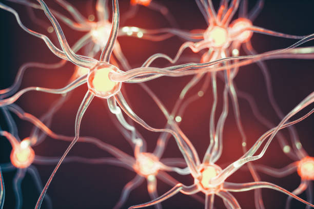 Neurons Connected nerve cells scientific background. biological process stock pictures, royalty-free photos & images