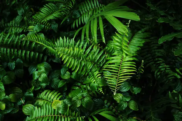 Photo of Vertical garden with tropical green leaf, contrast