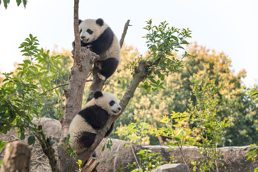 Two panda cubs in a tree, Chengdu, China