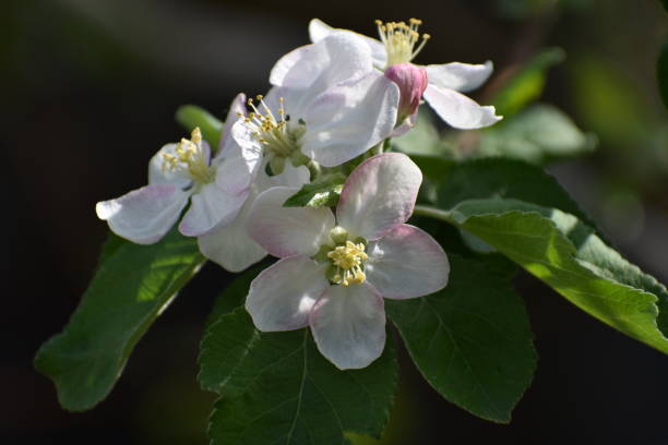 istock Beautiful white flowers 951927940