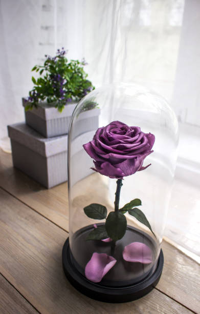 istock Rose in a flask under the glass. As a gift for the holiday. 951928224