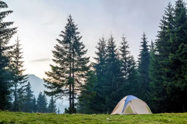 White and blue tourist tent on green meadow between evergreen fir-trees forest with beautiful mountain in distance. Tourism, outdoor activities and healthy lifestyle.