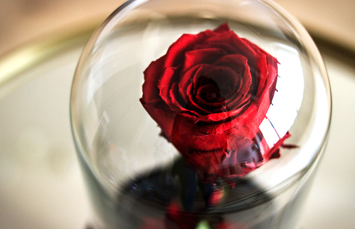 Red rose in a flask under the glass. As a gift for the holiday. Rose under the glass, stabilized. Eternal gift, do not spoil, which does not wilt. Fresh durable flower, stored on a stand. Immortal plant. Based on glycerol. canned for many years. packaged