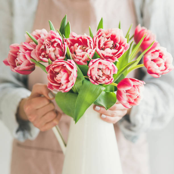 Woman holding white enamel vase with fresh pink tulips stock photo