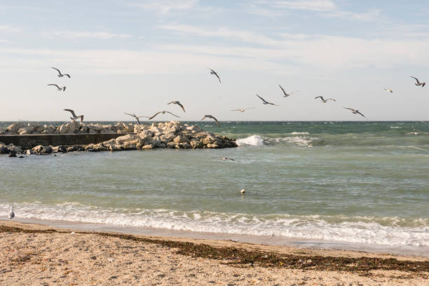 istock seagulls fly at sea side in bay 951932654