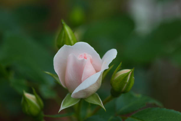 pink Prickly Rose