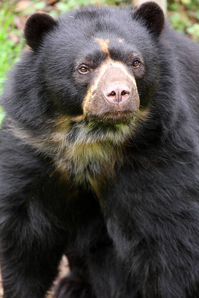 istock spectacled bear,tremarctos ornatus 95194532