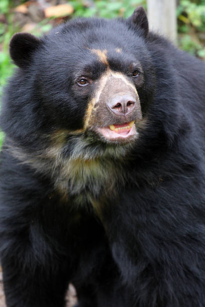 istock spectacled bear,tremarctos ornatus 95194536