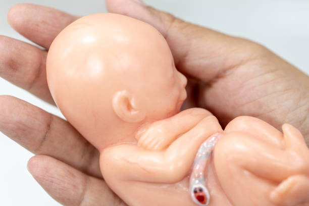istock Embryo model, fetus for classroom education. 951946474