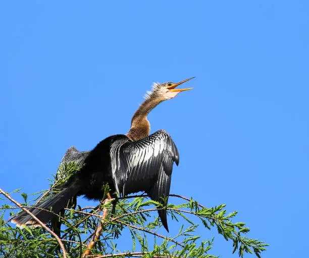 Anhinga also know as the American Darter with it's wings spread and an open beak looks up to the blue skies at the Green Cay Preserve Wetland in Boynton Beach, Florida, USA.