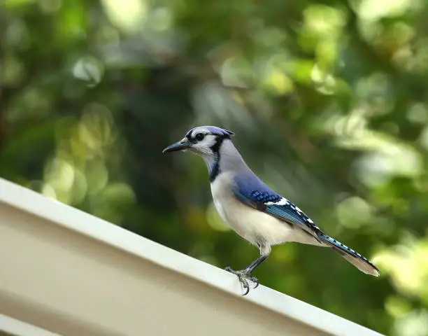 Majestic blue jay perched on a white metal gutter