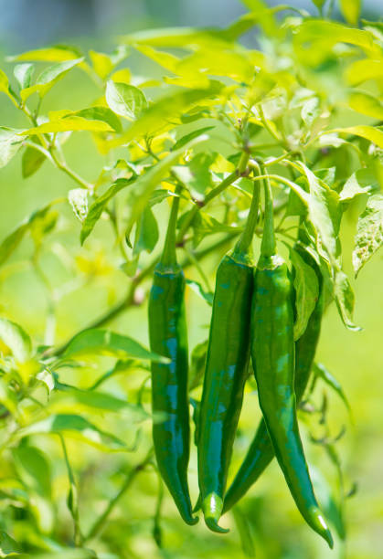 Closed up green chili in farm show agriculture background