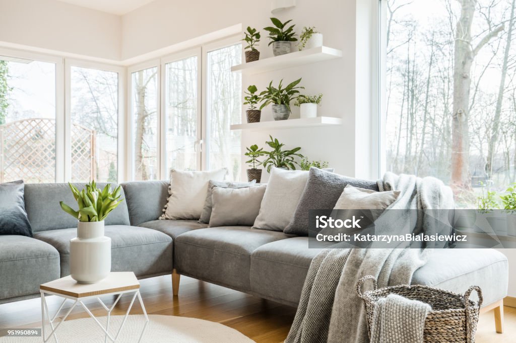 Grey corner couch with pillows and blankets in white living room interior with windows and glass door and fresh tulips on end table Living Room Stock Photo