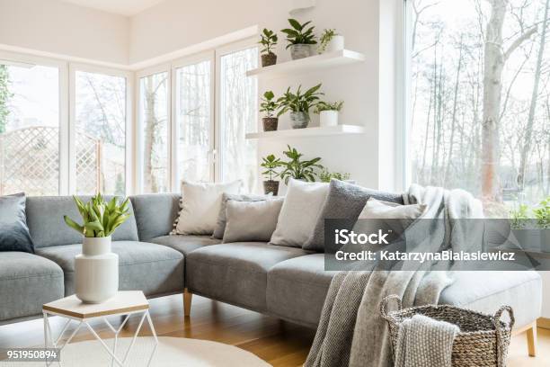 Grey Corner Couch With Pillows And Blankets In White Living Room Interior With Windows And Glass Door And Fresh Tulips On End Table Stock Photo - Download Image Now