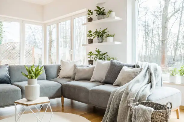 Photo of Grey corner couch with pillows and blankets in white living room interior with windows and glass door and fresh tulips on end table