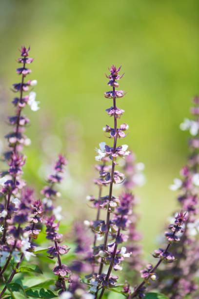 istock Basil flower in garden 951951340