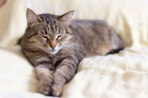 istock beautiful gray cat lying on the bed stretching his legs,with half-closed eyes 951952002