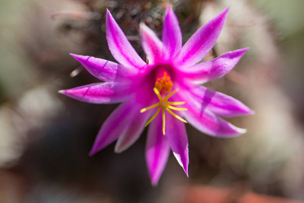 istock Pink cactus flower in pot 951952098