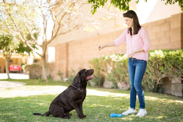 istock Hungry dog looking at woman 951952228