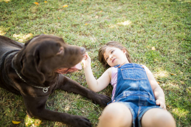 Small little girl sleeping on back in grass looking at pet dog chocolate labrador.