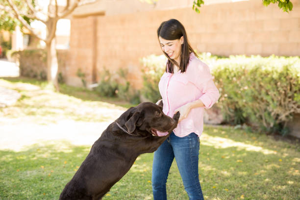 Handsome dog chocolate labrador pouncing on woman.