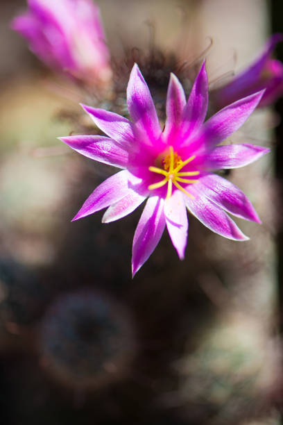 istock Pink cactus flower in pot 951954924