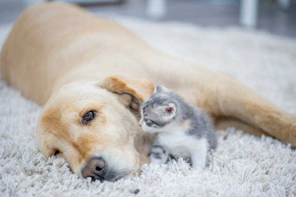 istock Kitten Wanting To Play With Dog 951955104