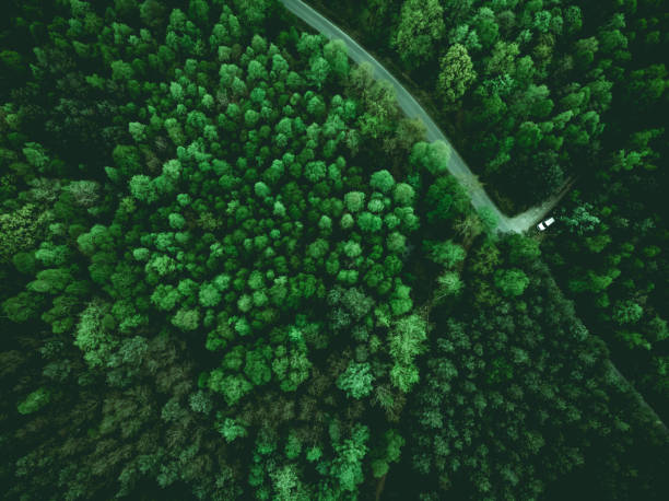 wild forest and wonderlust car on road, aerial from above - down view imagens e fotografias de stock