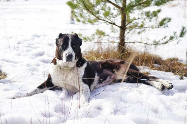 Black and white Central Asian Shepherd (Alabai dog) with cropped ears lying outdoors on a snow in winter
