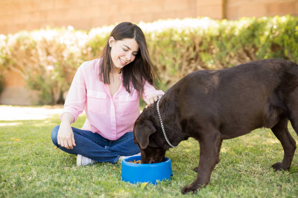 istock Attractive young woman looking at dog eating 951955506