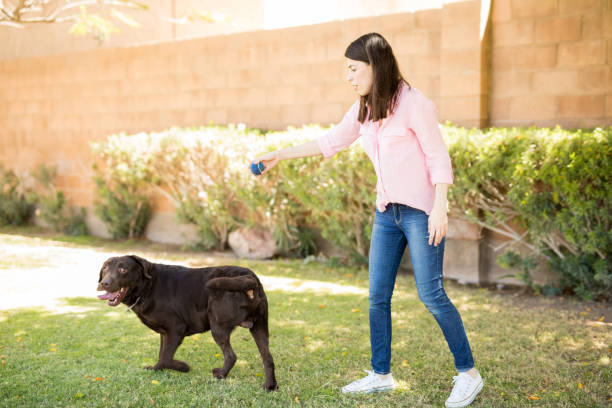 istock Playful woman playing with dog 951955578