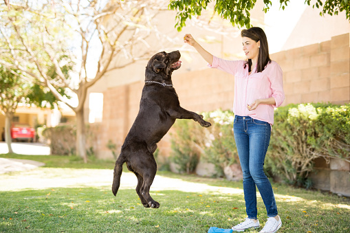 Full length view of young latin woman playing with dog and giving her food.