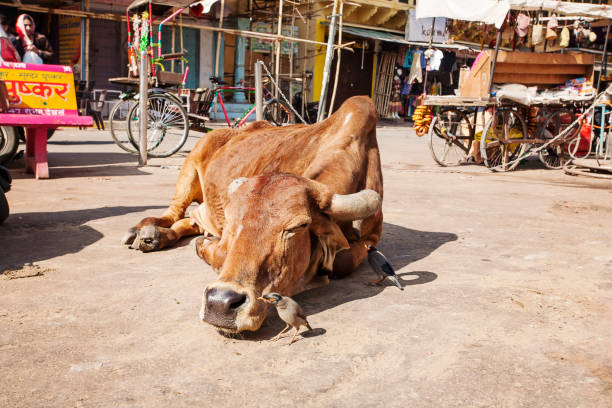 cow in india - 5599 imagens e fotografias de stock